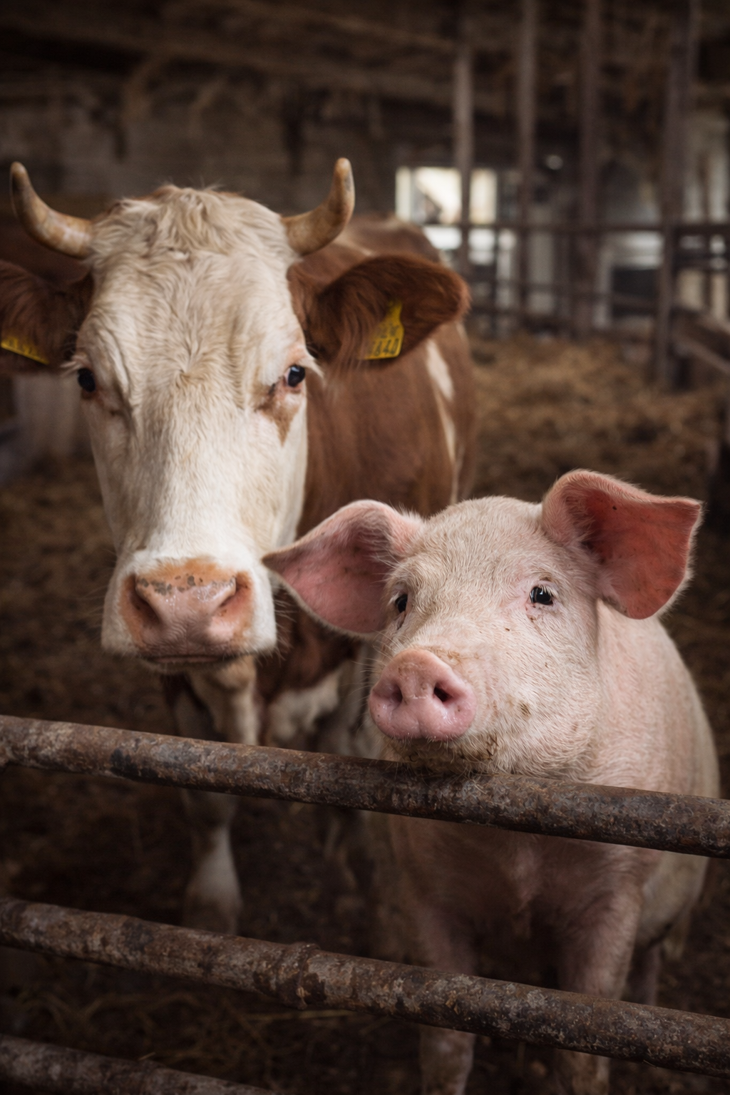 Home-Page-Animaux-Ferme